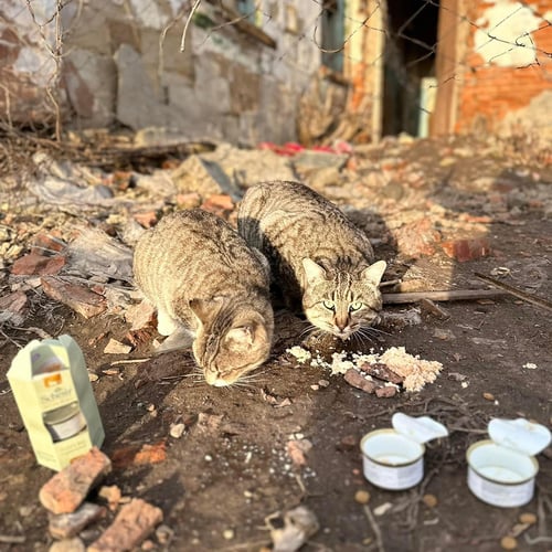 VS-Photograph_20240205_DRI_Ukraine_UfA_004_©UnitedforAnimals (1) copy